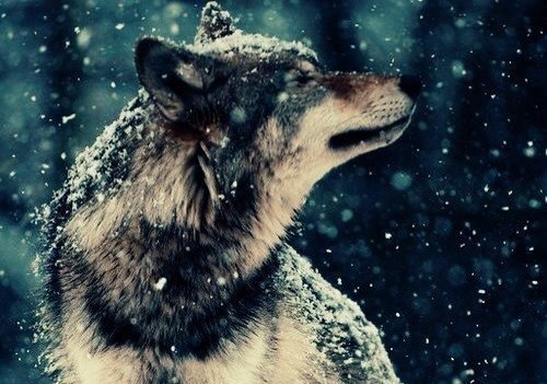 Только одиночество учит нас любить...И лишь потеря учит нас ценить.