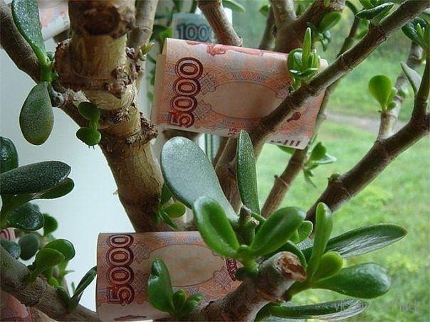 Хотели бы иметь такое денежное дерево?❤