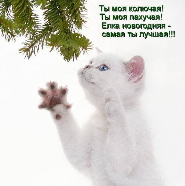 Поможет с елкой